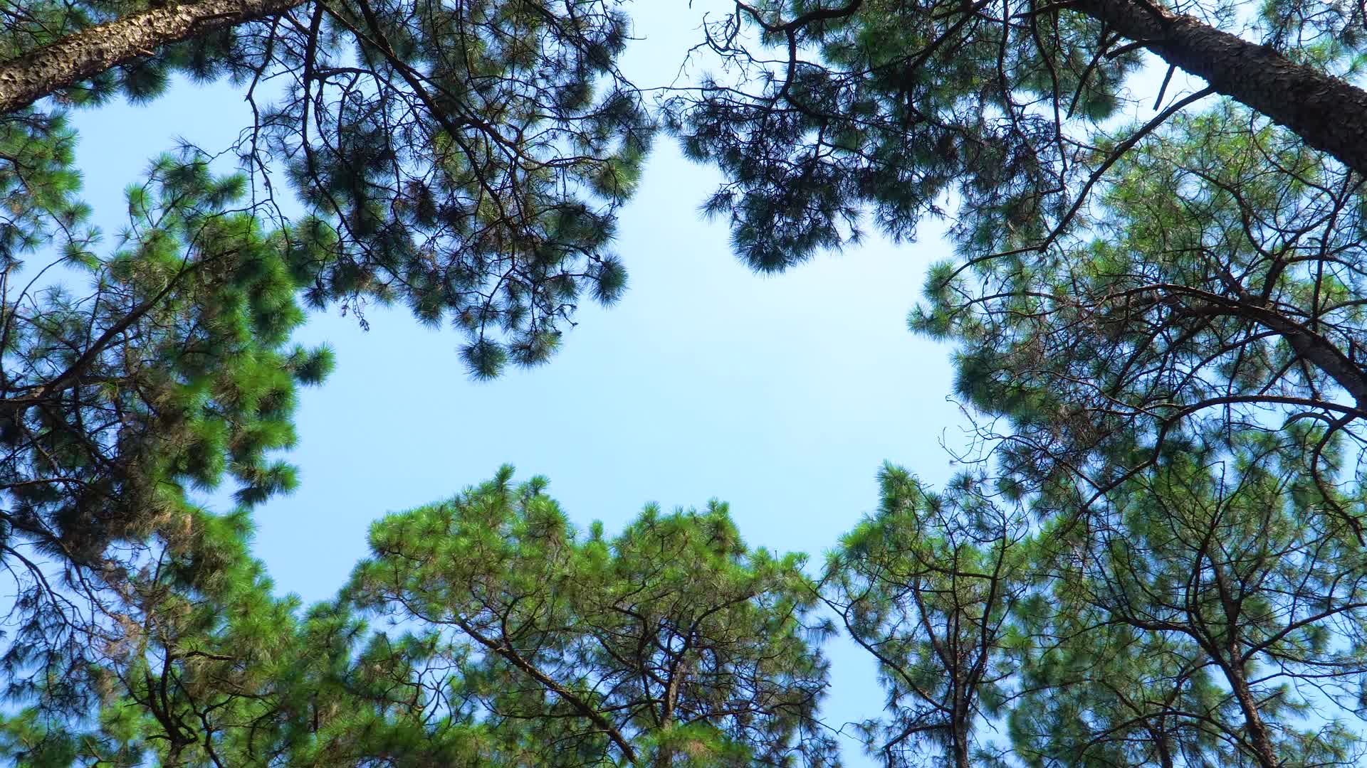 夏天的松树林视频的预览图