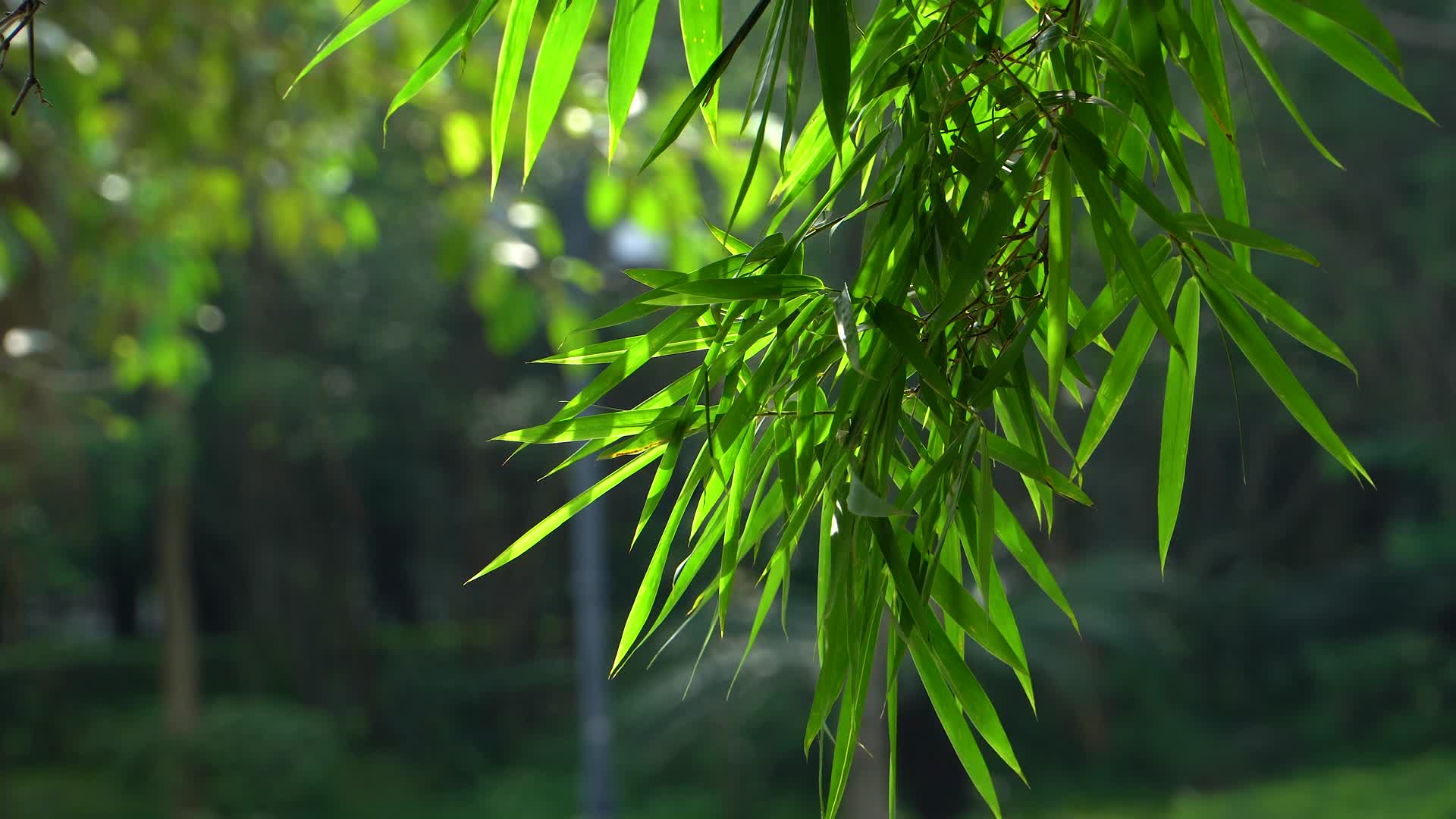 夏天的竹林视频的预览图