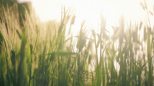 夕阳下逆光秋收稻田里随风飘荡的小麦实拍视频的预览图