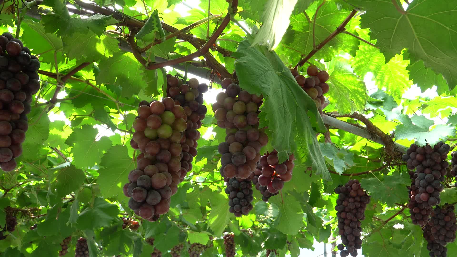 葡萄园里的葡萄视频的预览图