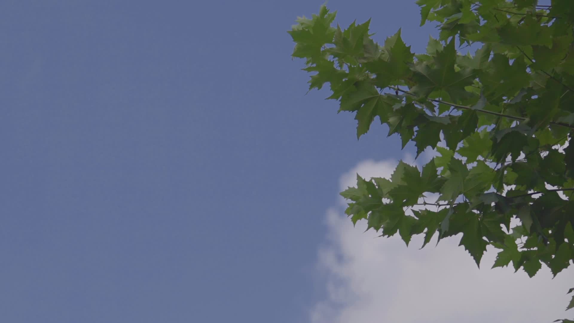 白云和树木视频的预览图