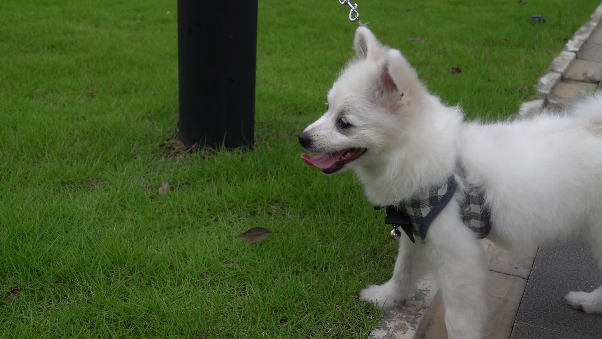 白色博美幼犬宠物视频的预览图