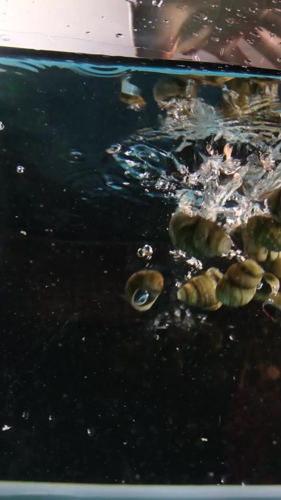 螺蛳石螺田螺掉入水里视频的预览图