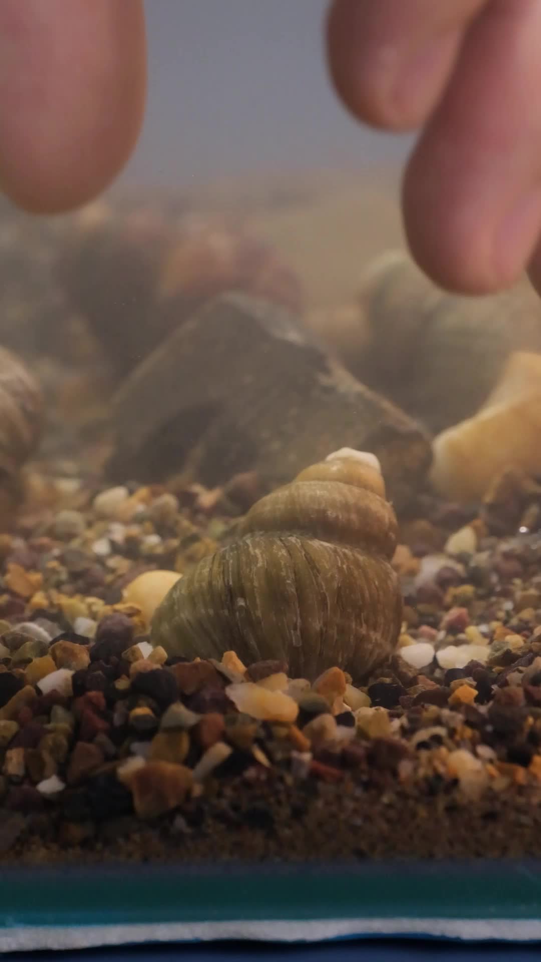 从水里捡起螺蛳视频的预览图