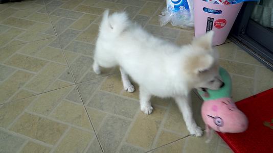 白色博美幼犬视频的预览图