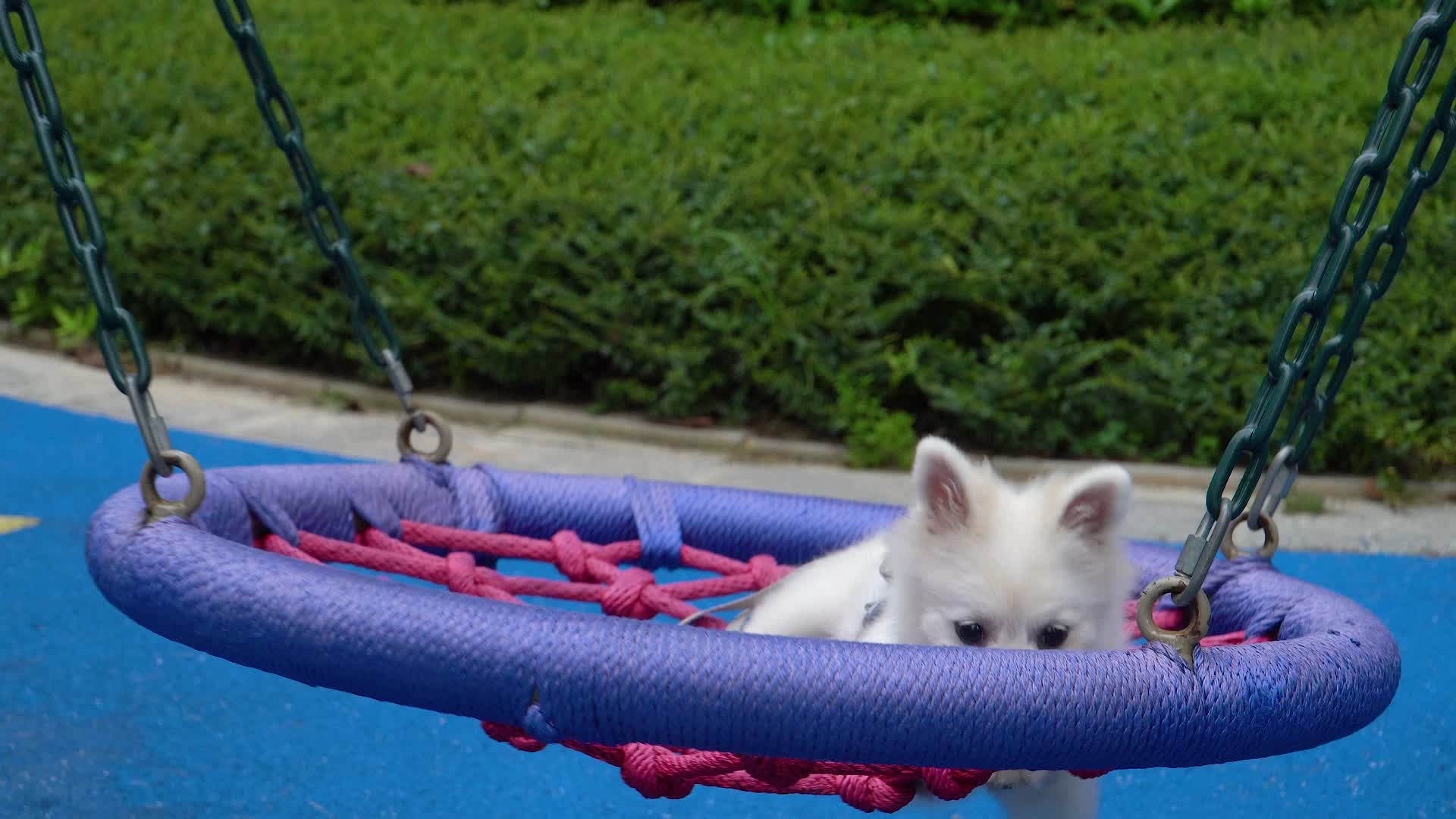 白色博美幼犬视频的预览图