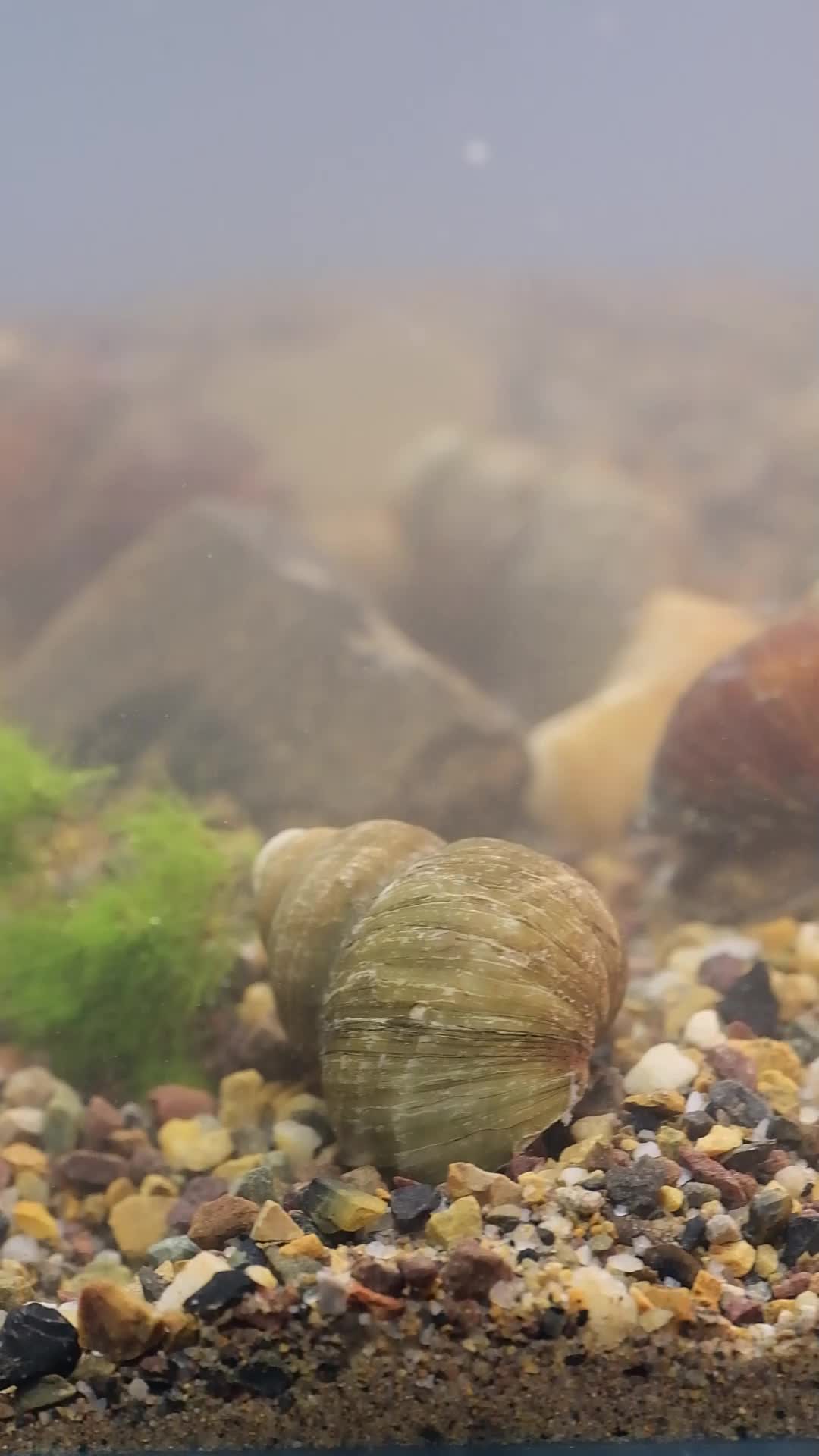 水里的螺蛳石螺视频的预览图
