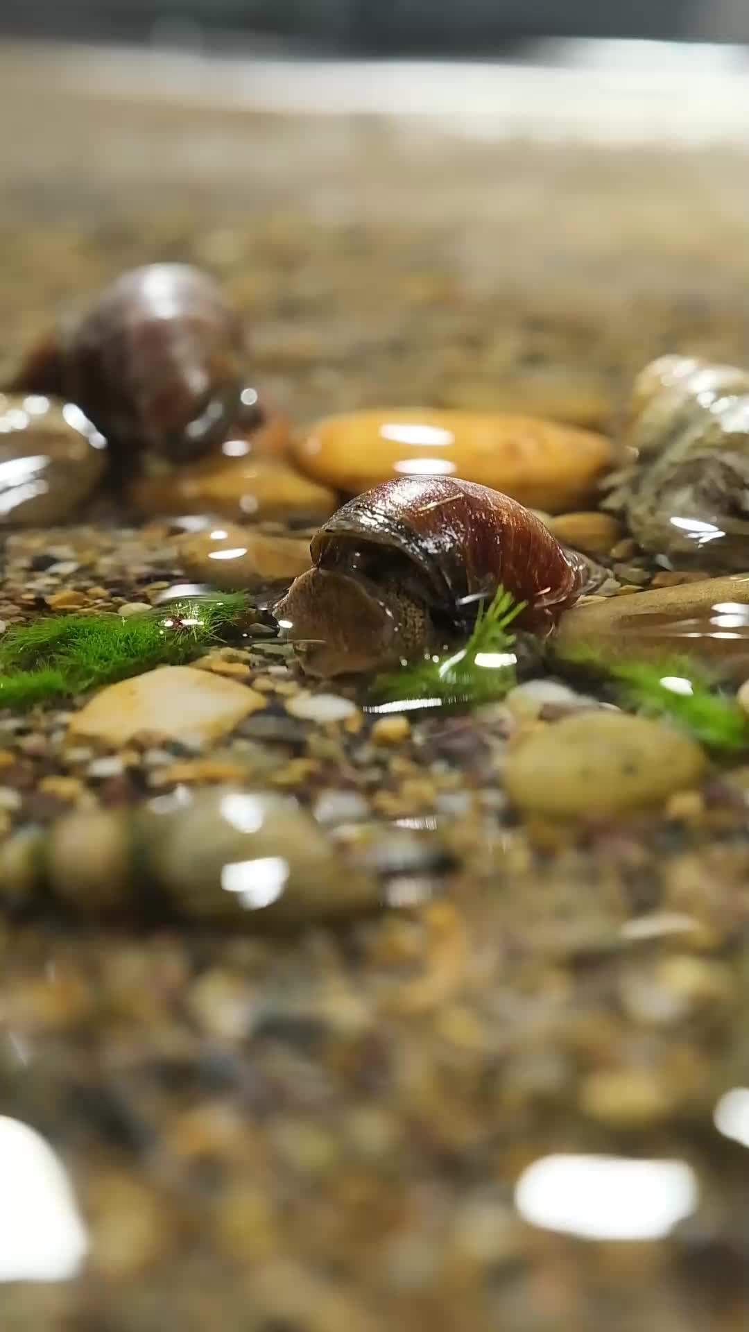 河里的螺蛳石螺沙面螺蛳视频的预览图