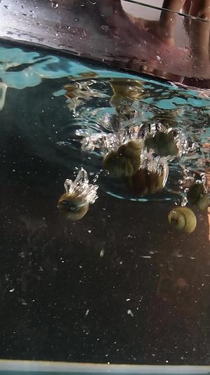 猪骨头猪筒骨落和螺蛳到水里视频的预览图