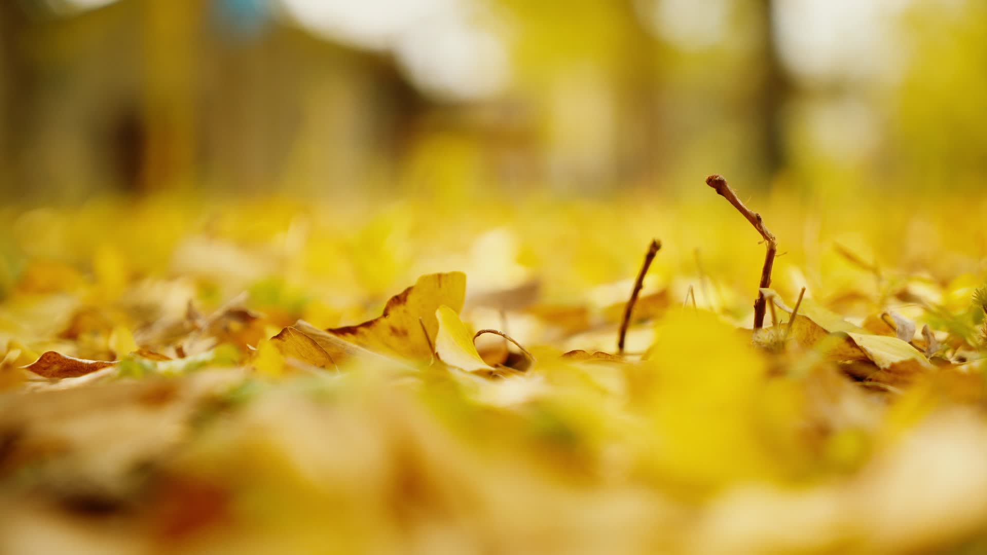 地上厚厚的树叶秋天唯美意境银杏落叶视频的预览图