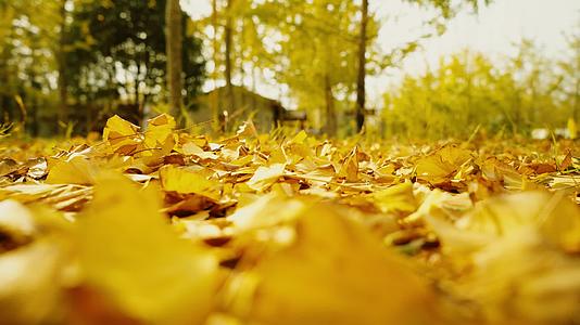 秋意浓浓的唯美画面美女走在厚厚树叶上视频的预览图