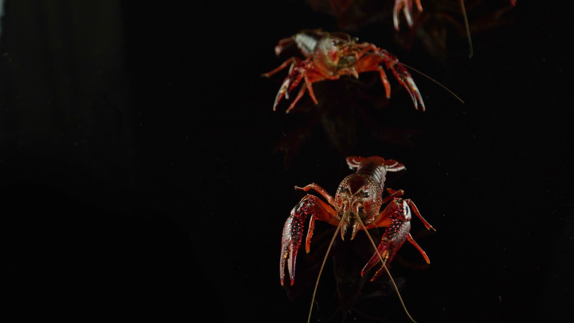 棚拍黑背景活的小龙虾视频的预览图