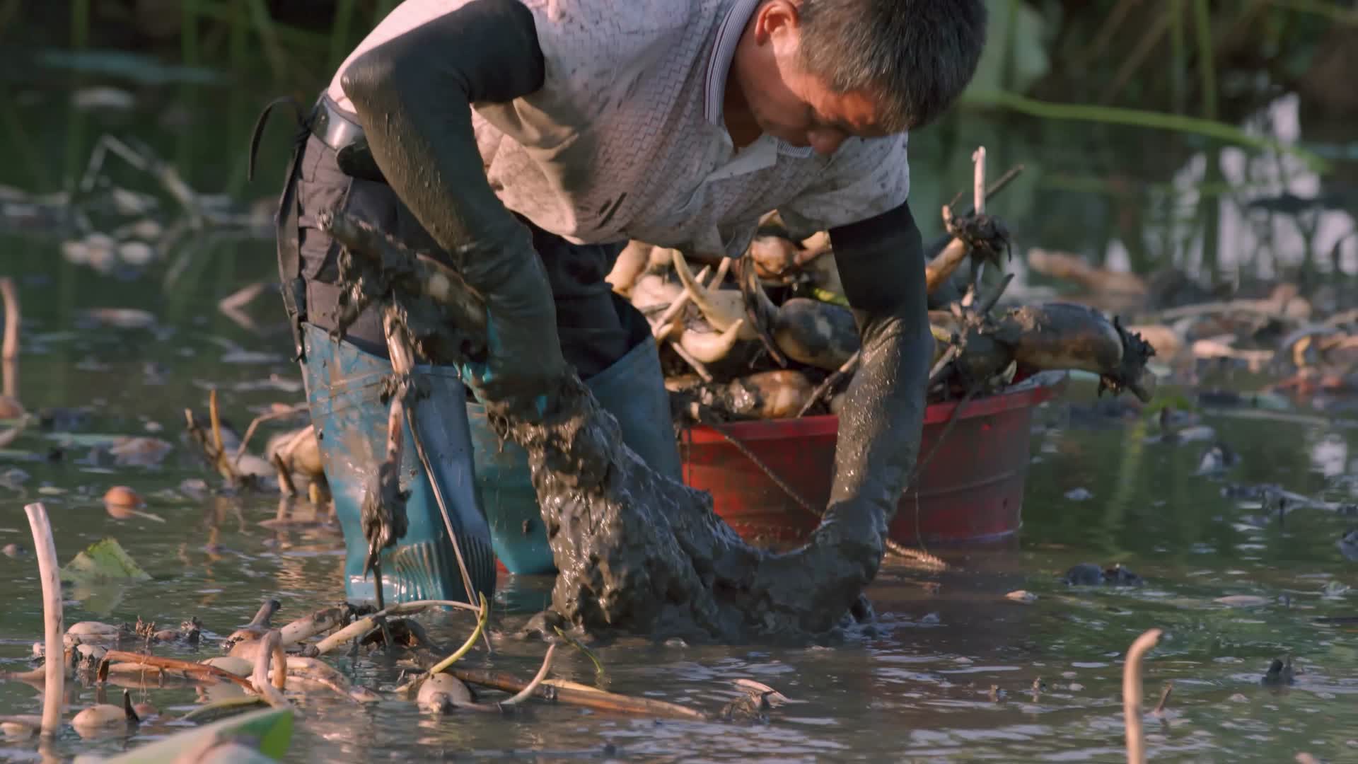 农民勤劳的在田间挖莲藕装莲藕视频的预览图