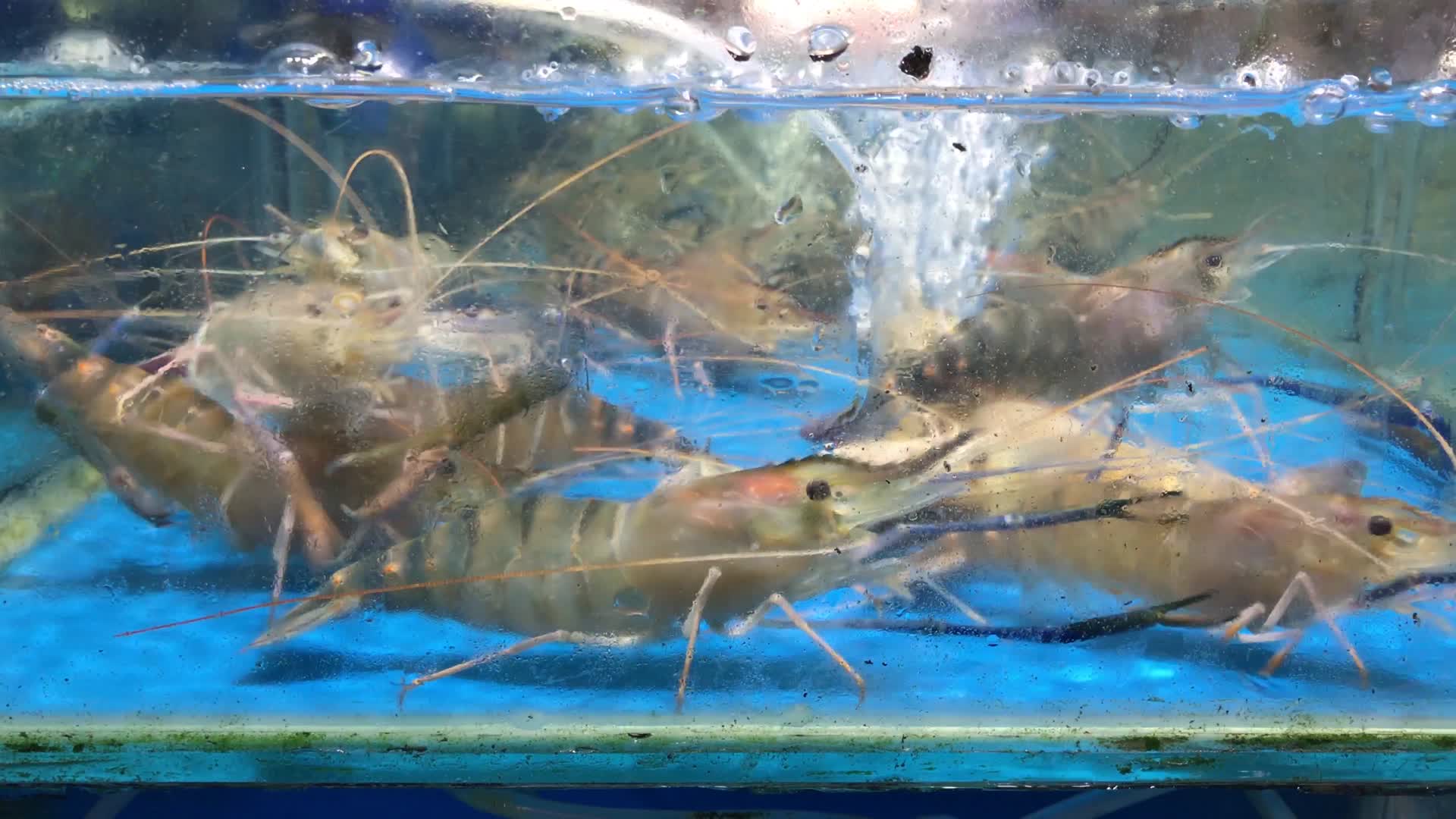 水池里的鱼虾水产视频的预览图