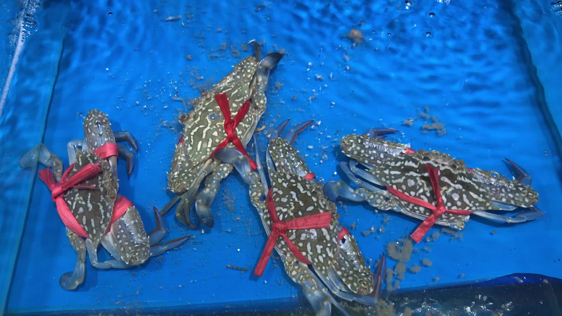 水池里的鱼虾水产视频的预览图