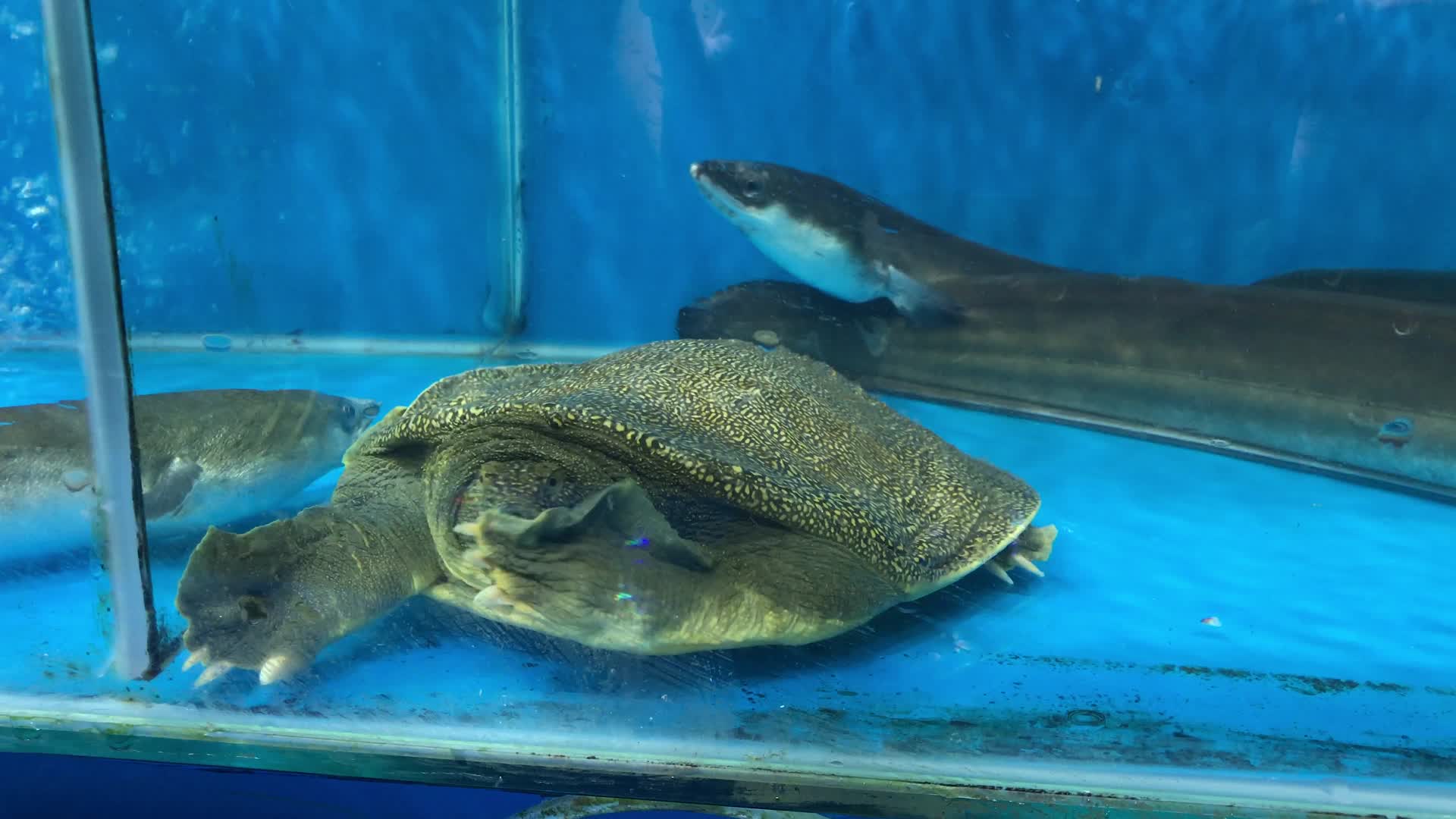 水池里的甲鱼视频的预览图