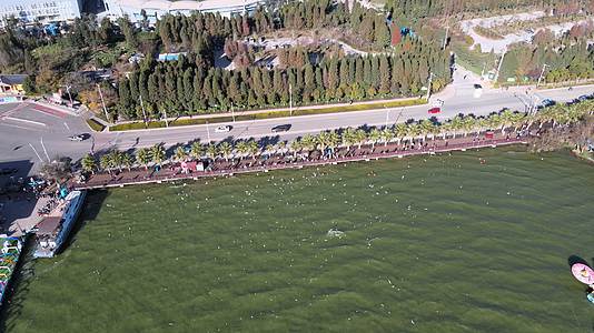 昆明海埂大坝游客喂海鸥滇池风光视频的预览图