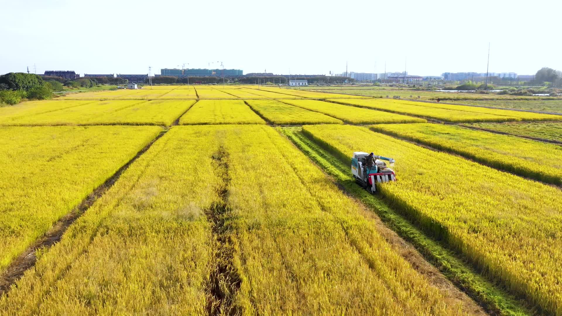4K航拍水稻水稻收割机收割视频的预览图