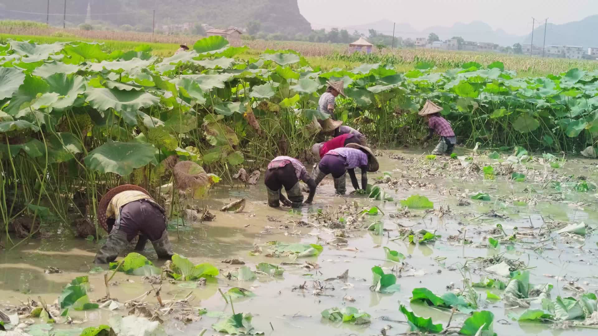 农民辛勤的在田里挖莲藕视频的预览图
