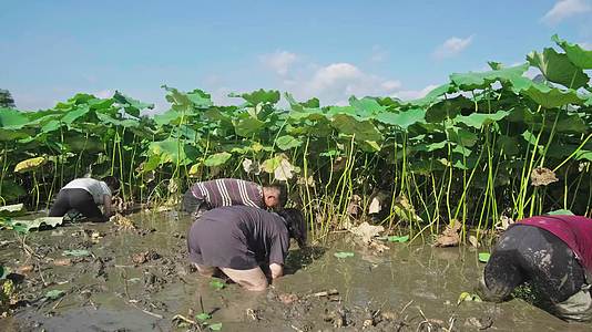 农民在田间挖莲藕视频的预览图