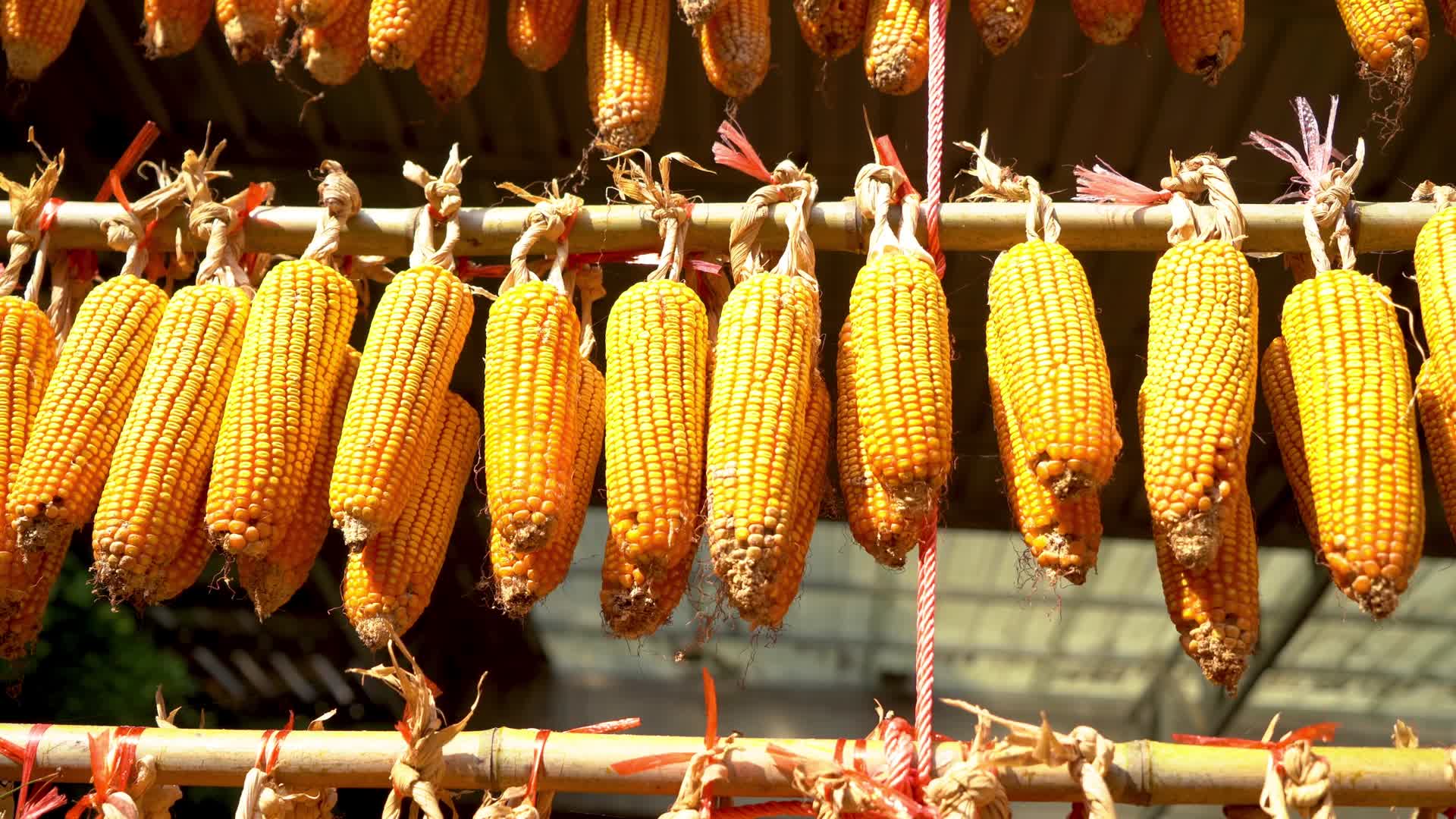 秋天丰收的季节院落里晾晒玉米视频的预览图