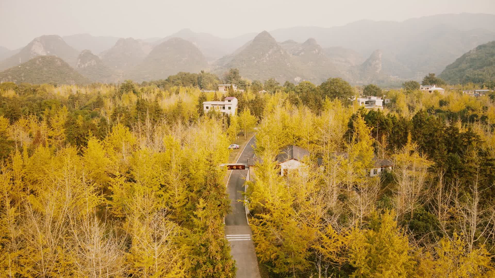 秋天航拍金黄色的银杏树小路视频的预览图