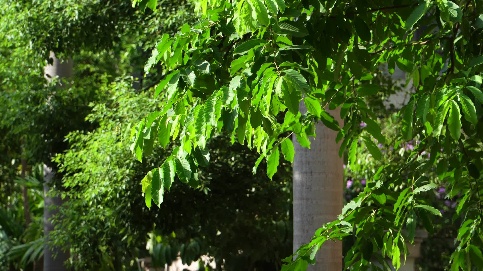 夏天的树木和阳光照射视频的预览图