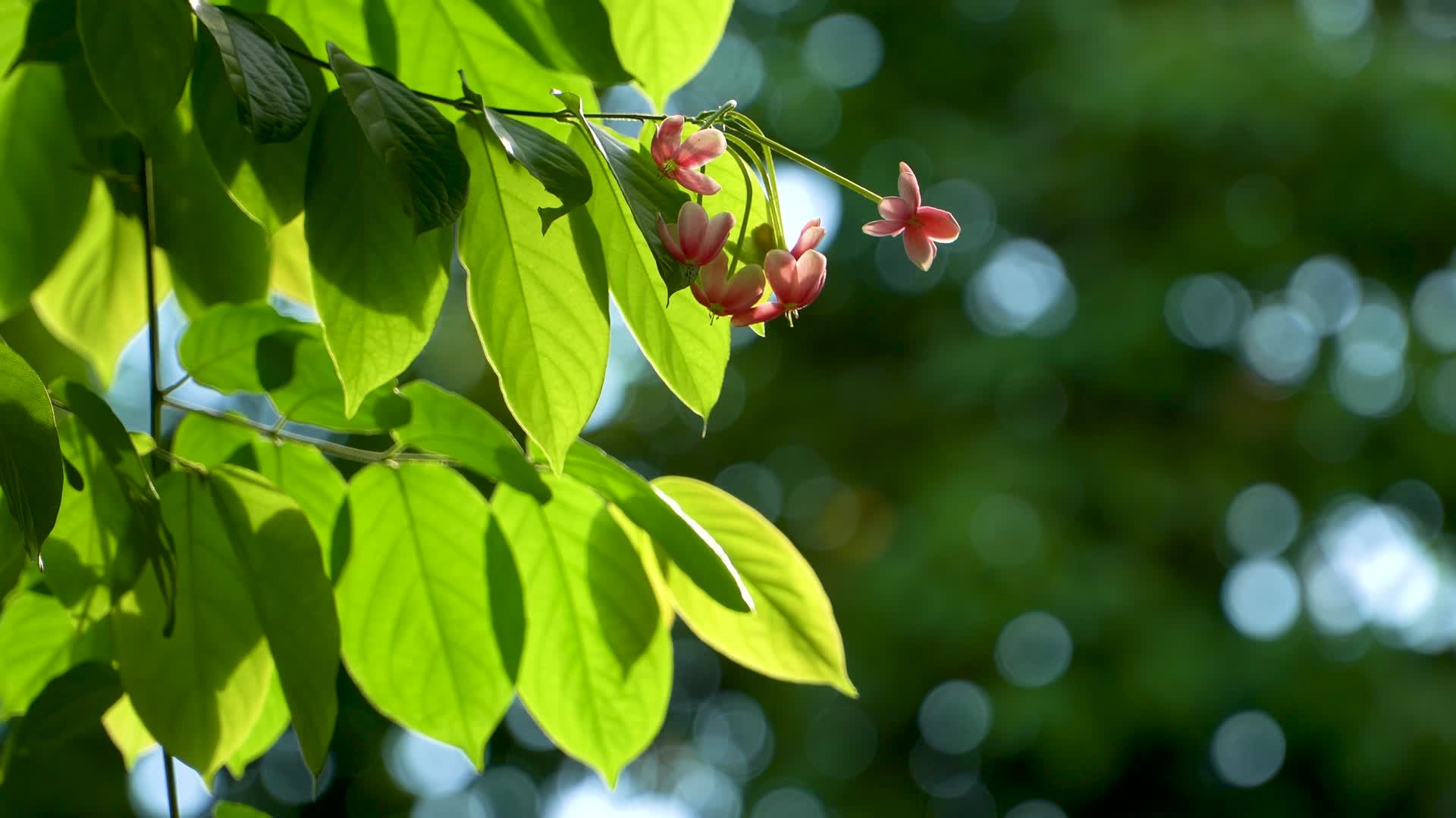 夏天的树木和花卉视频的预览图