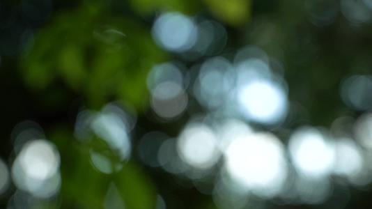 夏天逆光树叶的虚化光斑视频的预览图