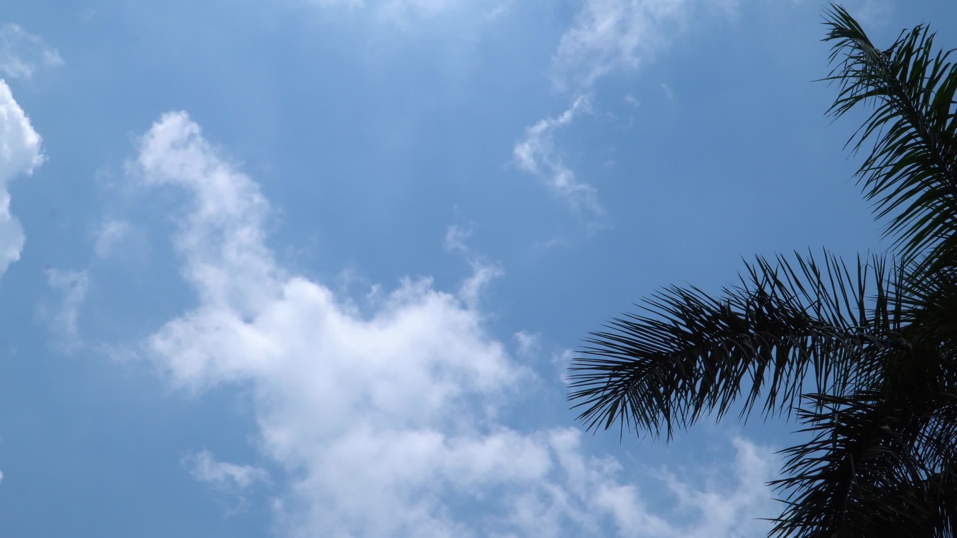 天空背景的棕榈树视频的预览图