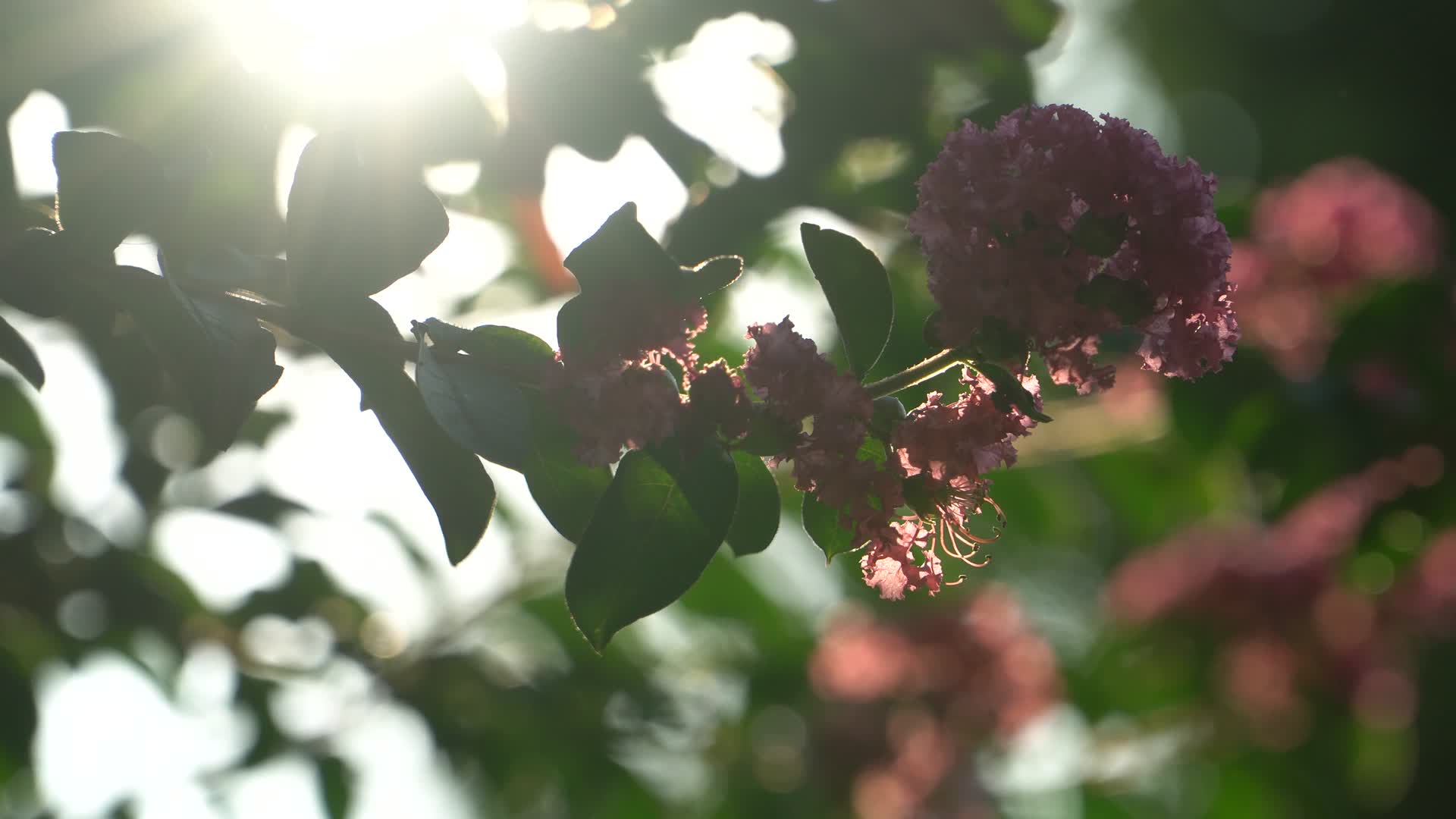夏天的花草树木唯美风光视频的预览图