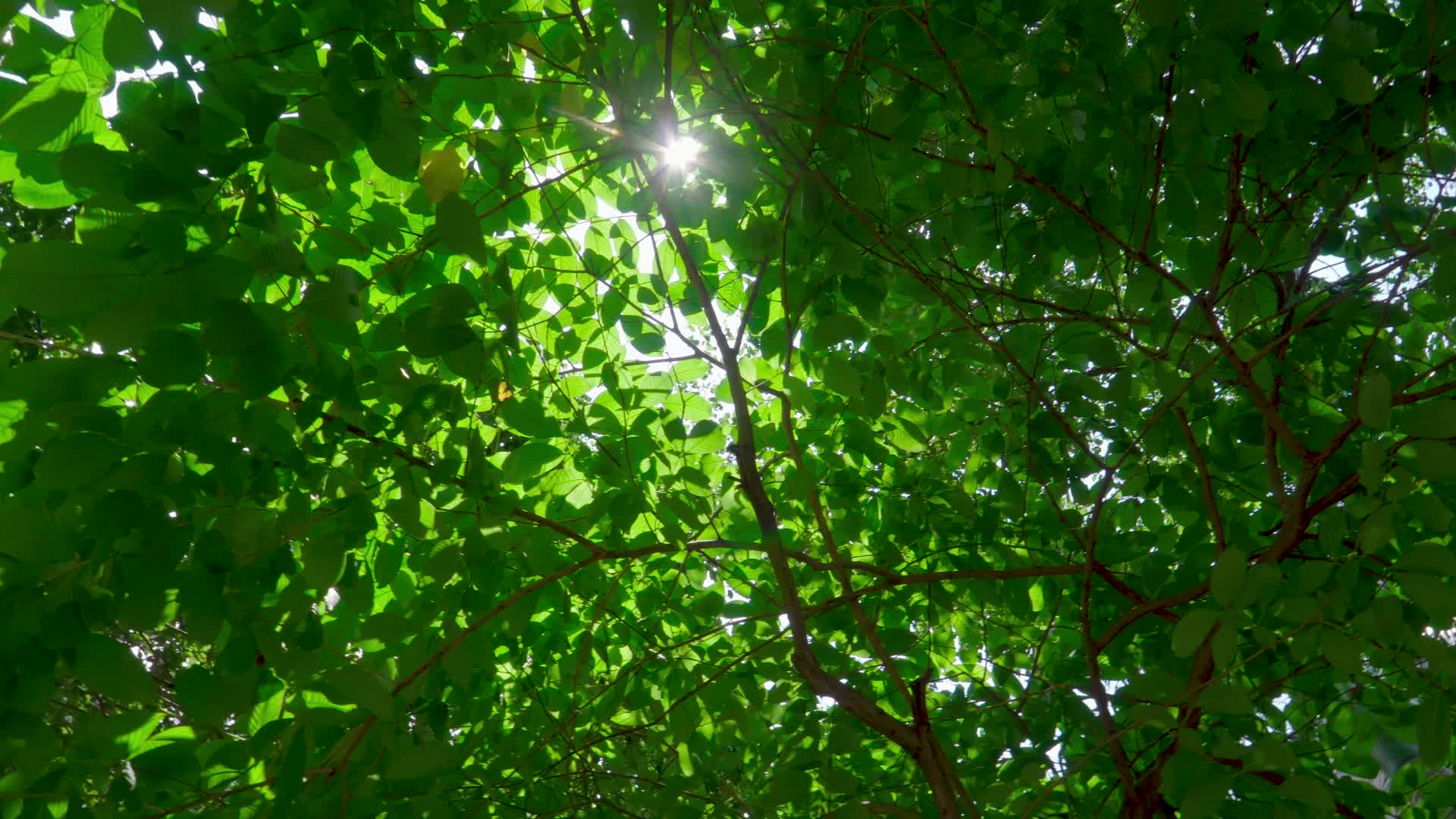 夏天的树木和阳光闪耀视频的预览图