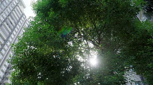 夏天小区的树木和阳光闪耀视频的预览图