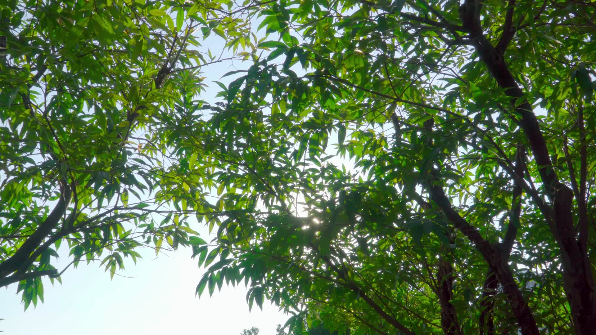 夏天的树木和阳光闪耀视频的预览图