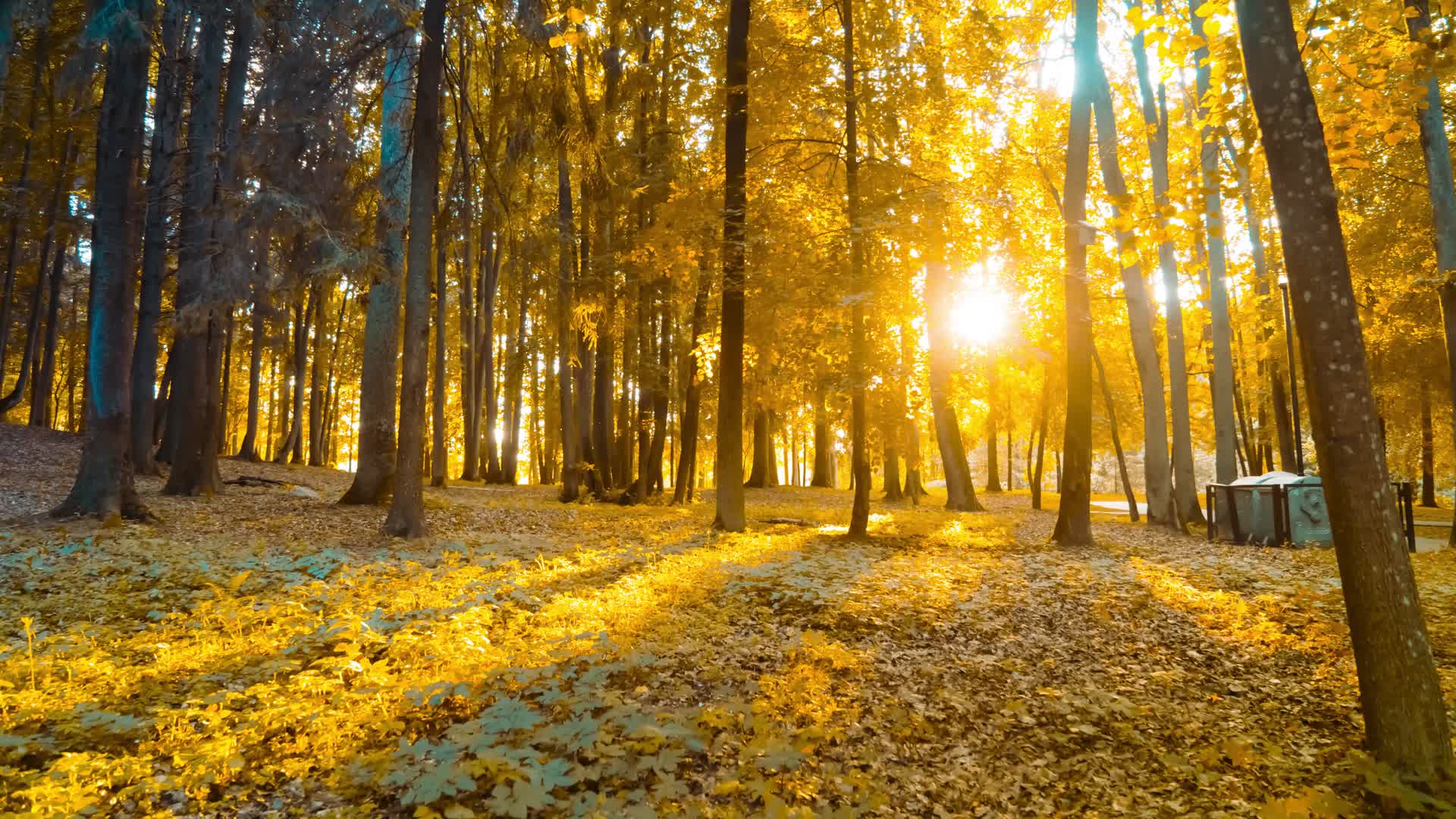 秋天森林夕阳光影延时视频的预览图