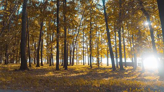 实拍秋天森林夕阳光影延时视频的预览图
