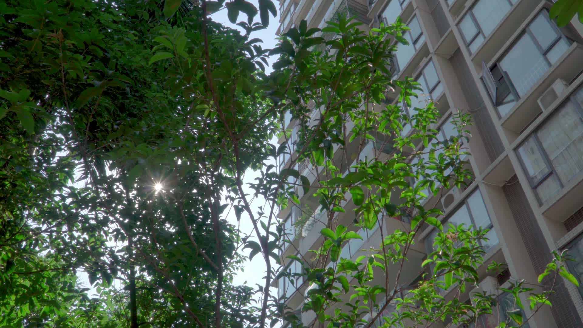 夏天小区的树木和楼房视频的预览图