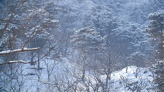 冬日下雪树林美景视频的预览图