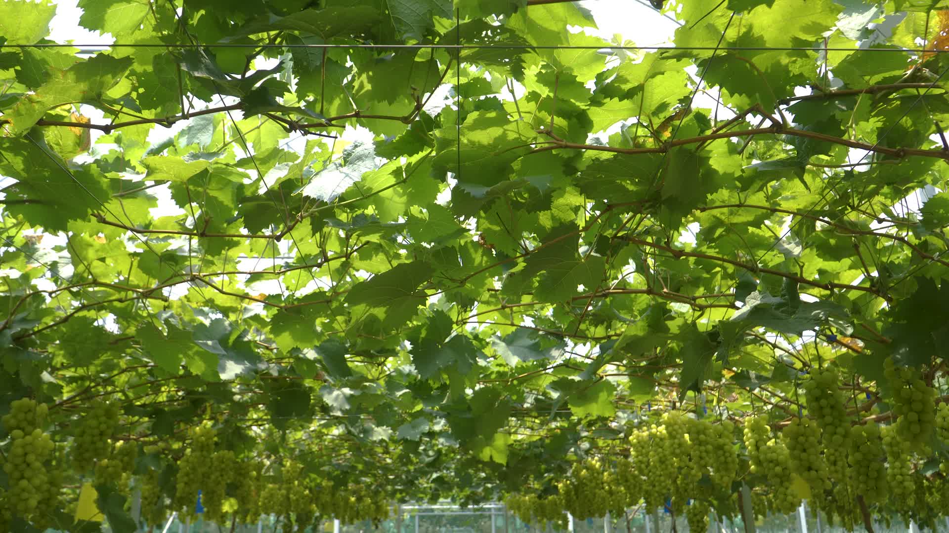 葡萄园里的翡翠香印葡萄视频的预览图