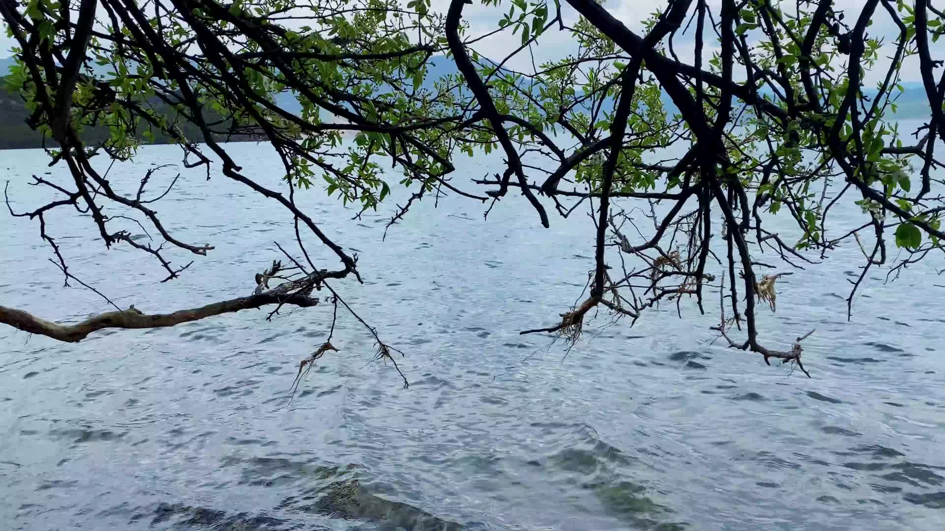 春天湖边梨花视频的预览图