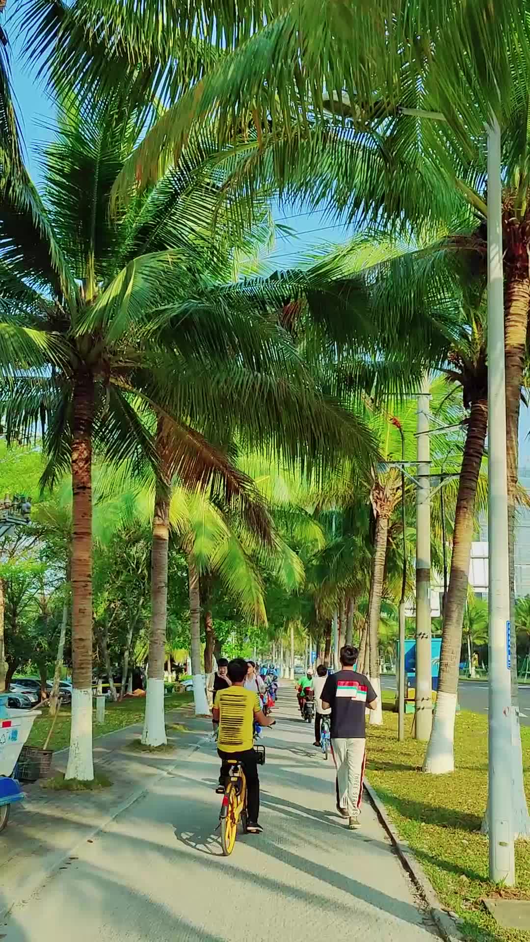 海南热带椰子树椰子视频的预览图