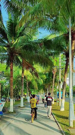 海南热带椰子树椰子视频的预览图