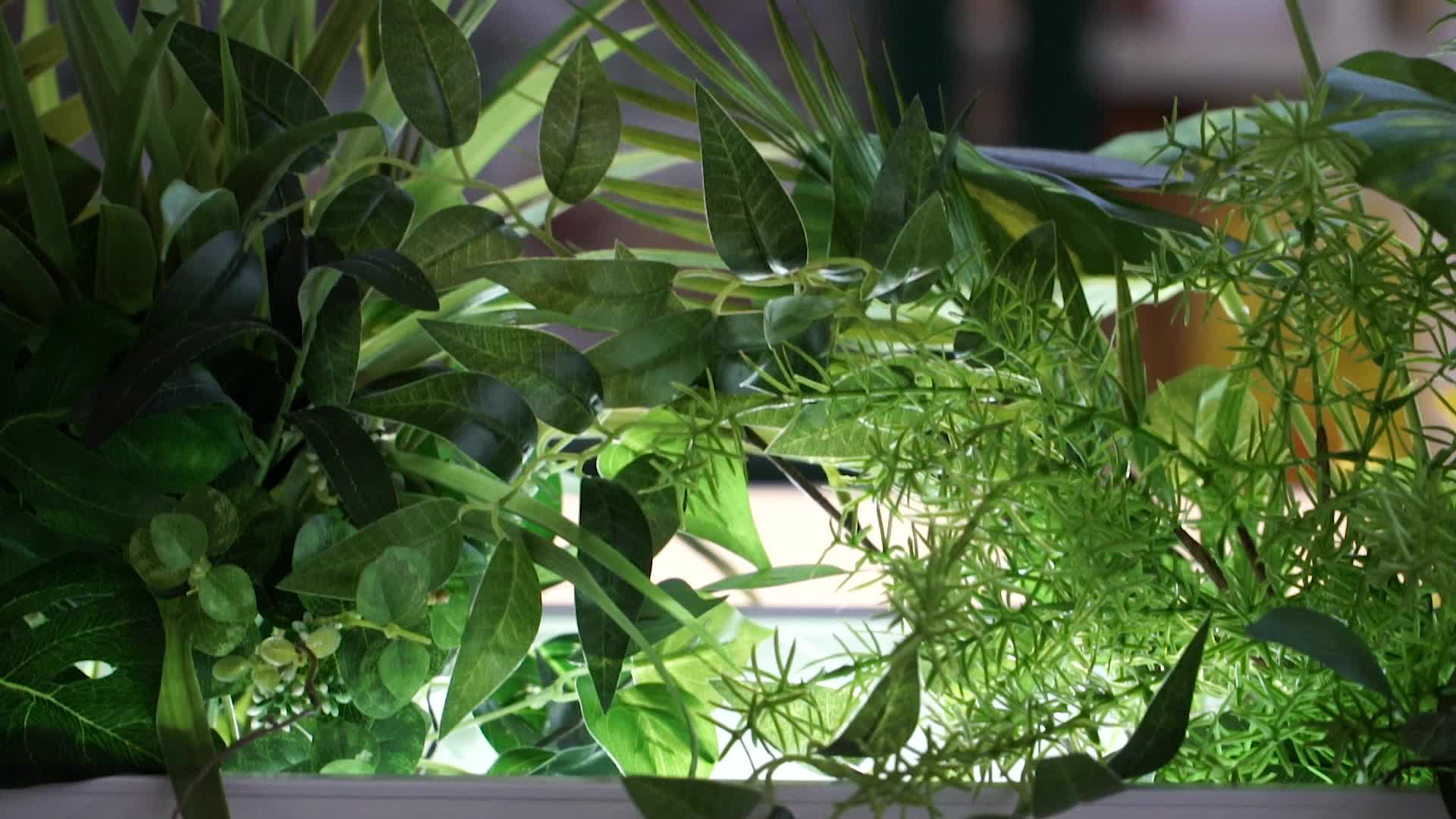 夜晚商场里的装饰绿化植物视频的预览图
