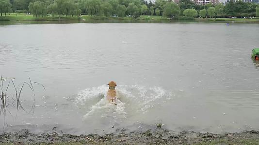 狗在公园湖边游泳玩耍视频的预览图