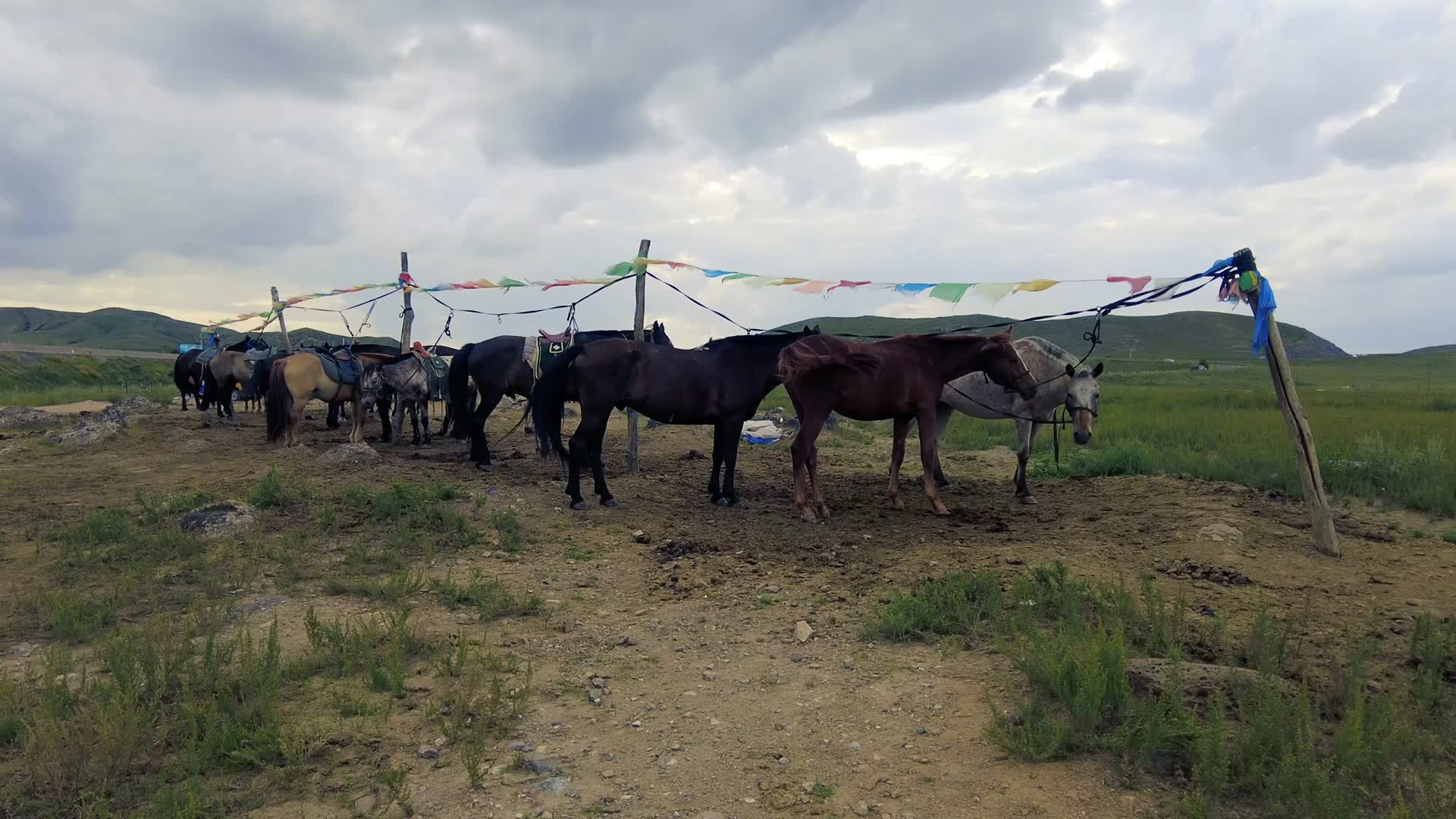 4k拍摄在内蒙古草原上专供游人骑乘的马匹视频的预览图