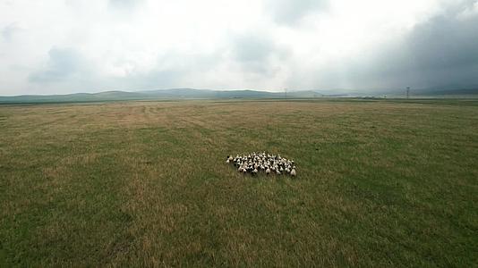 5k航拍金秋的辽阔草原以及草原上散落的羊群视频的预览图