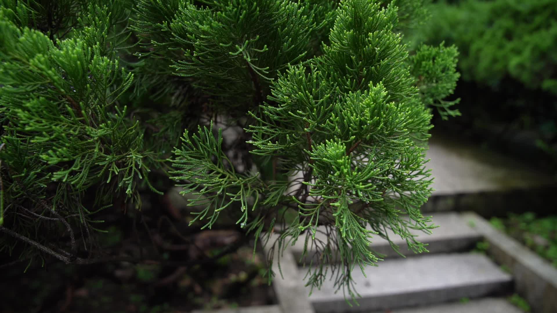 杭州西湖秋瑾墓视频的预览图