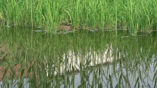 水稻农作物水利灌溉视频的预览图
