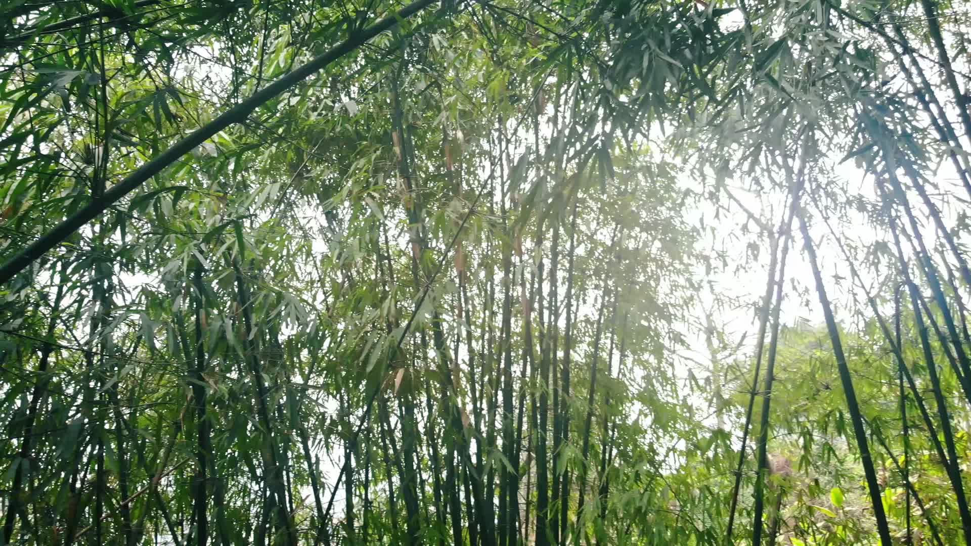 竹林竹子绿色自然视频的预览图