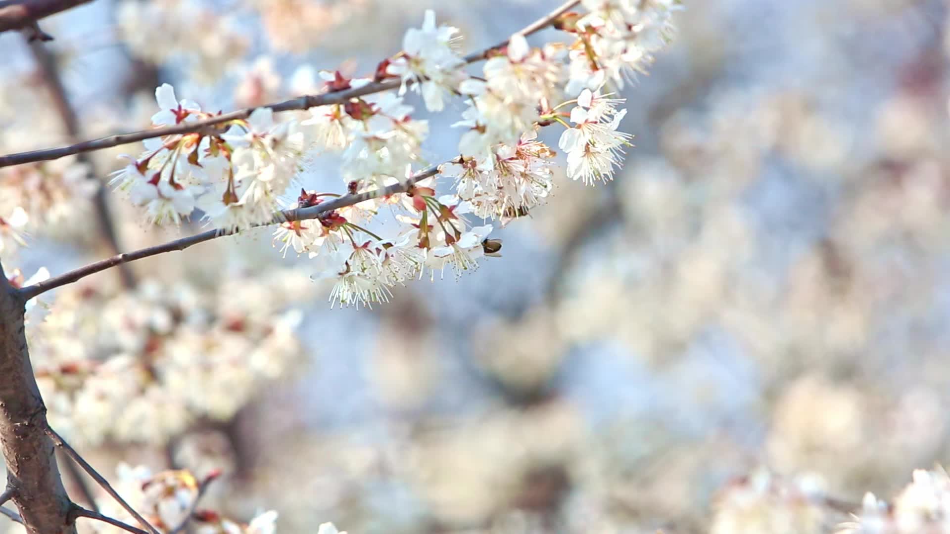 春天复苏白色樱桃花视频的预览图